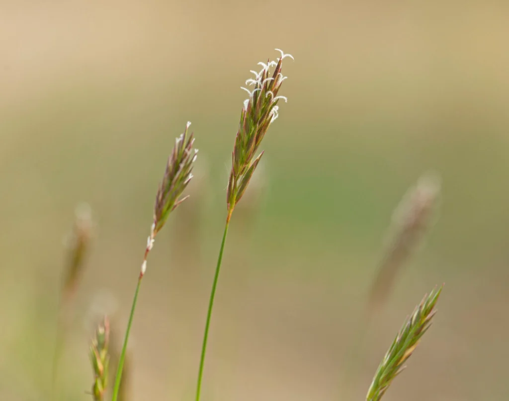 Anthoxanthum odoratum