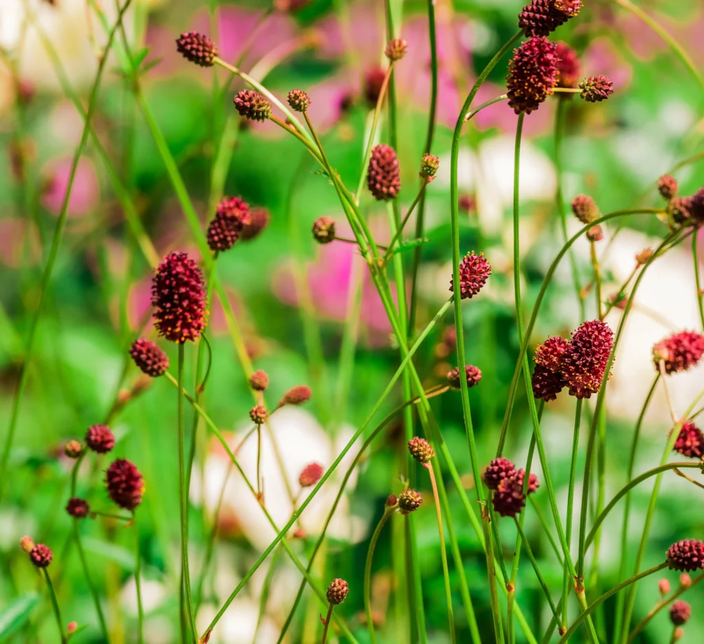 Sanguisorba officinalis