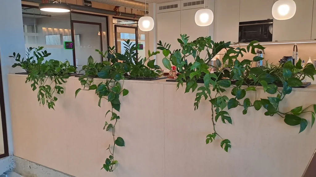 Grenland Boligbyggelag innendørsbeplantning - GHL Hage & Landskap