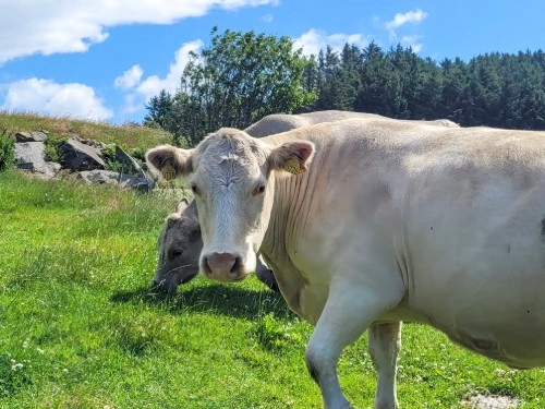 Ku på beite
