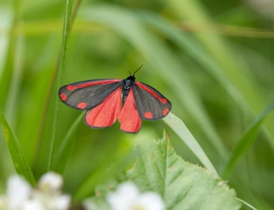 Karminspinner sommerfugl