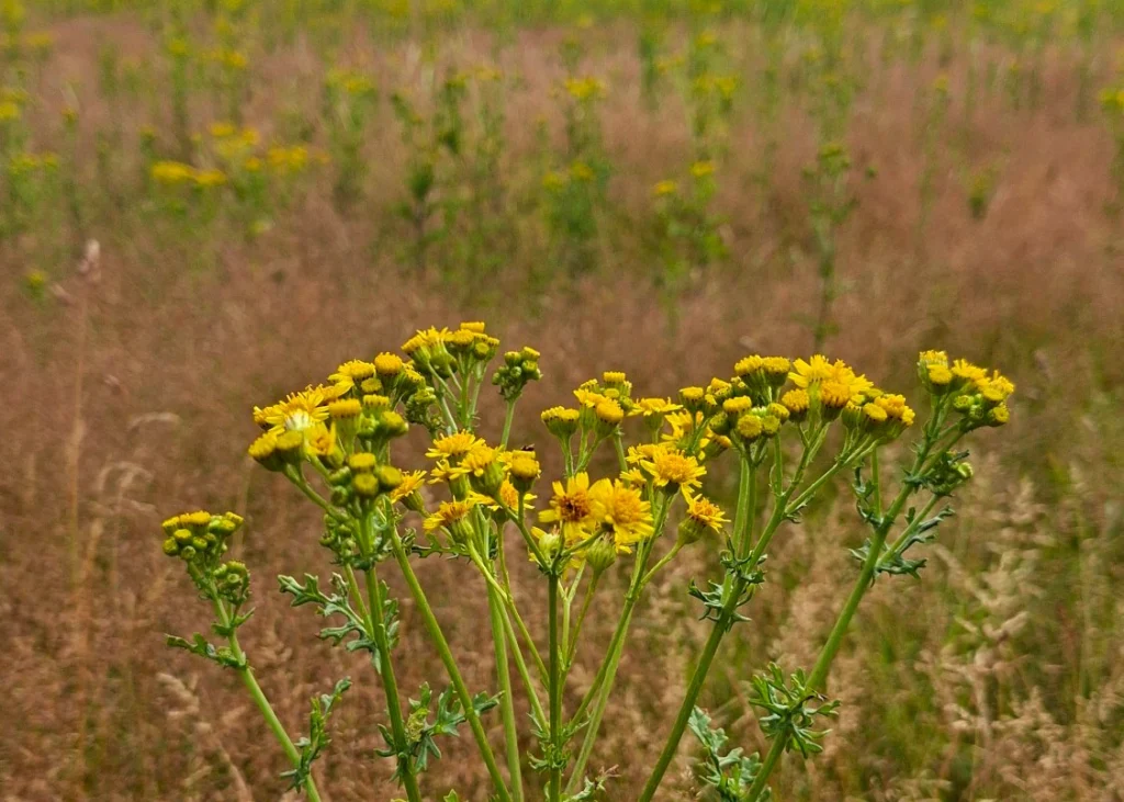 Landøyde (også kalt Landøyda) i naturen
