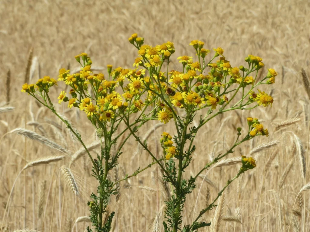 Landøyde (Jacobaea Vulgaris)