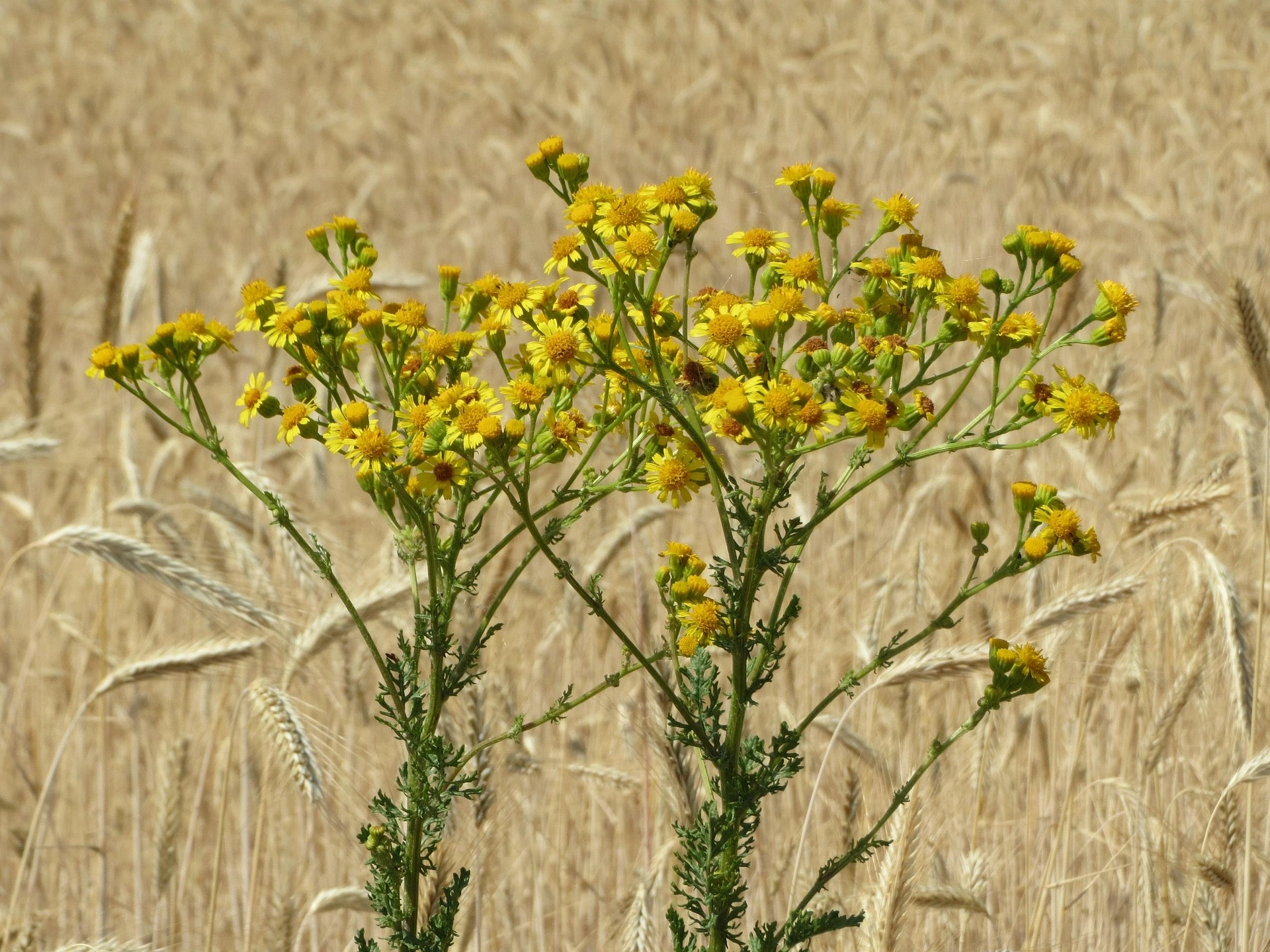 Landøyde (Jacobaea Vulgaris)