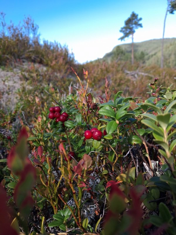 Tyttebær i naturen