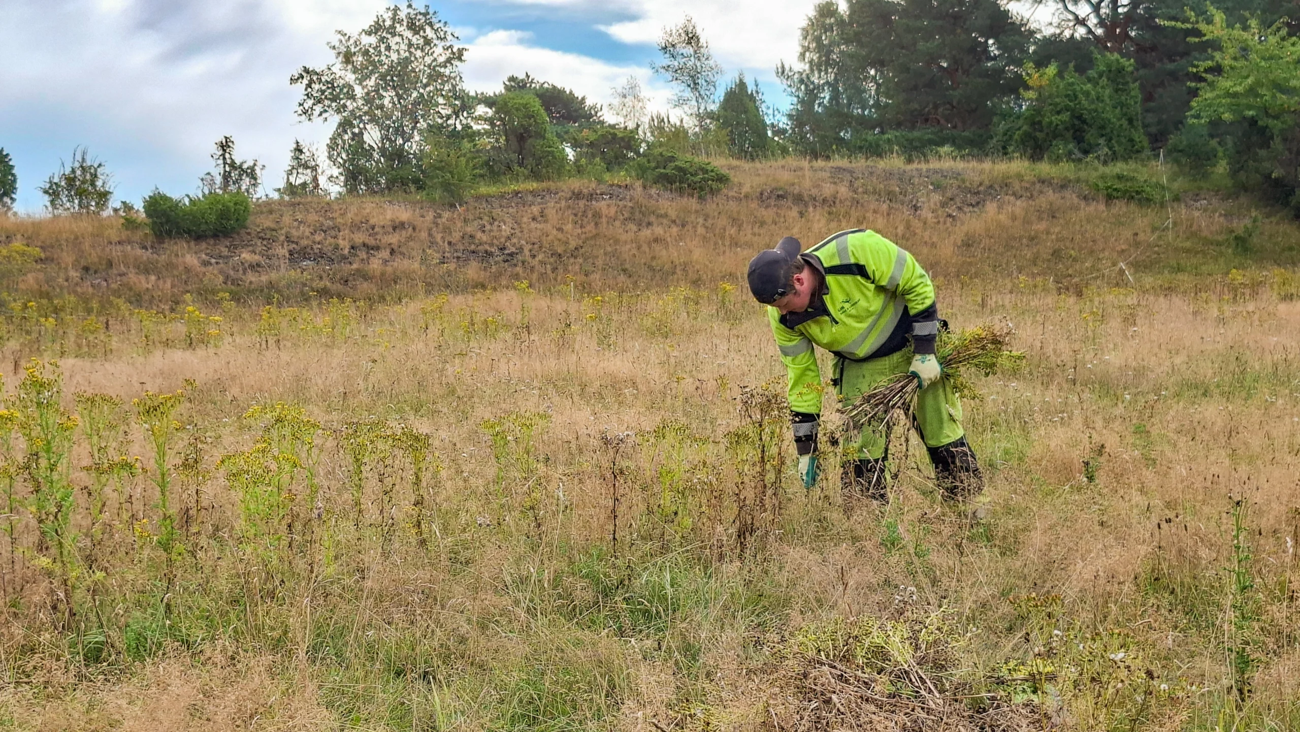 Fjerning av uønsket art Landøyde