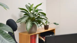 kontorplanter på en hylle på et kontor