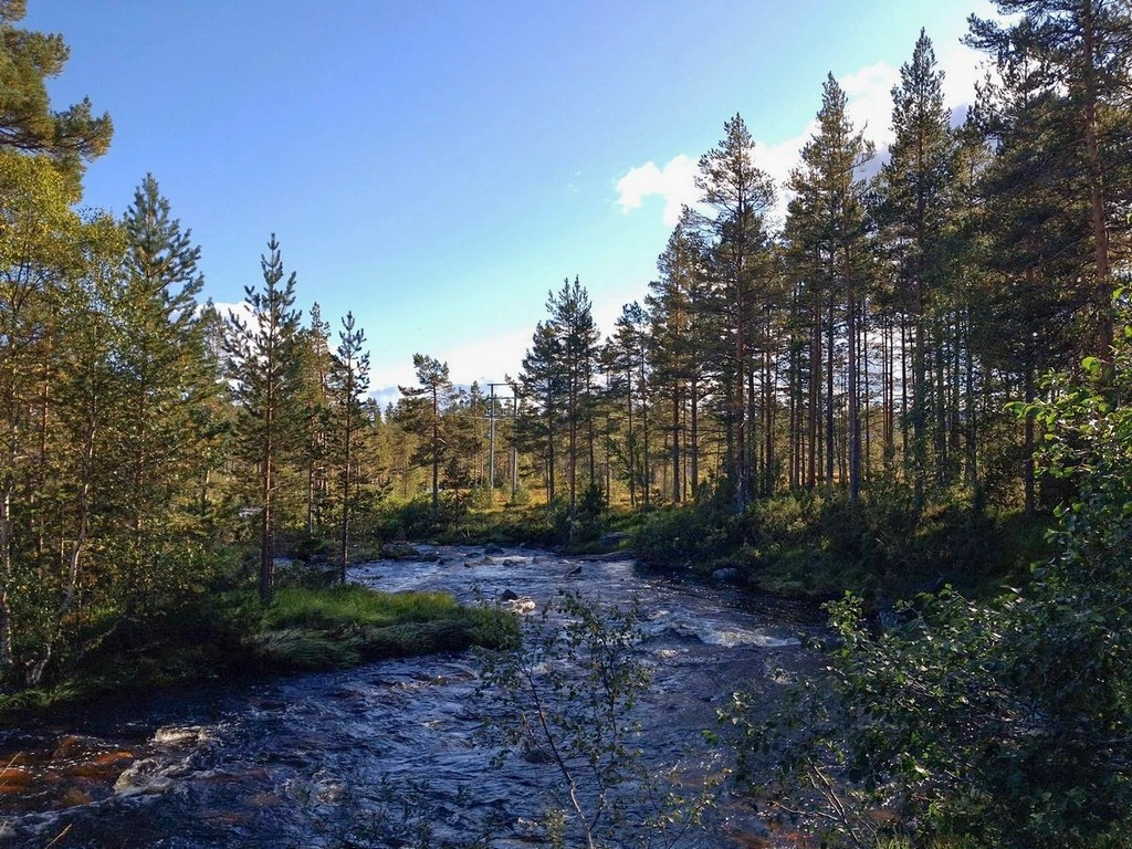 Et elveleie i skogen. Skyfri himmel og bartrær
