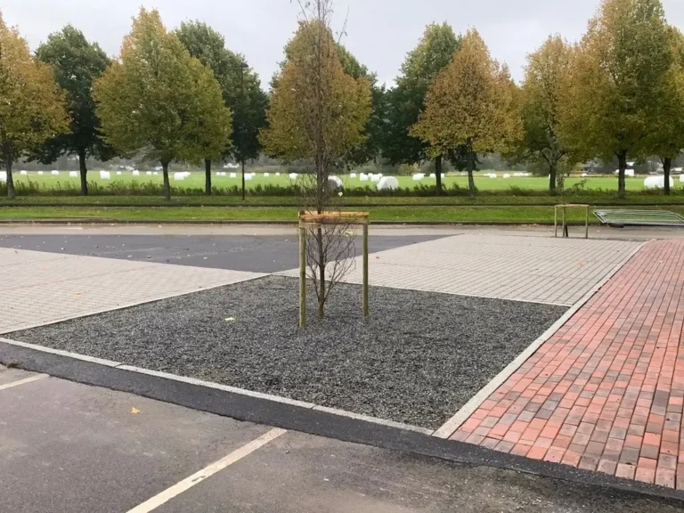 Parkeringsplassen på USN Campus Porsgrunn. Detaljebilde av plantet tre