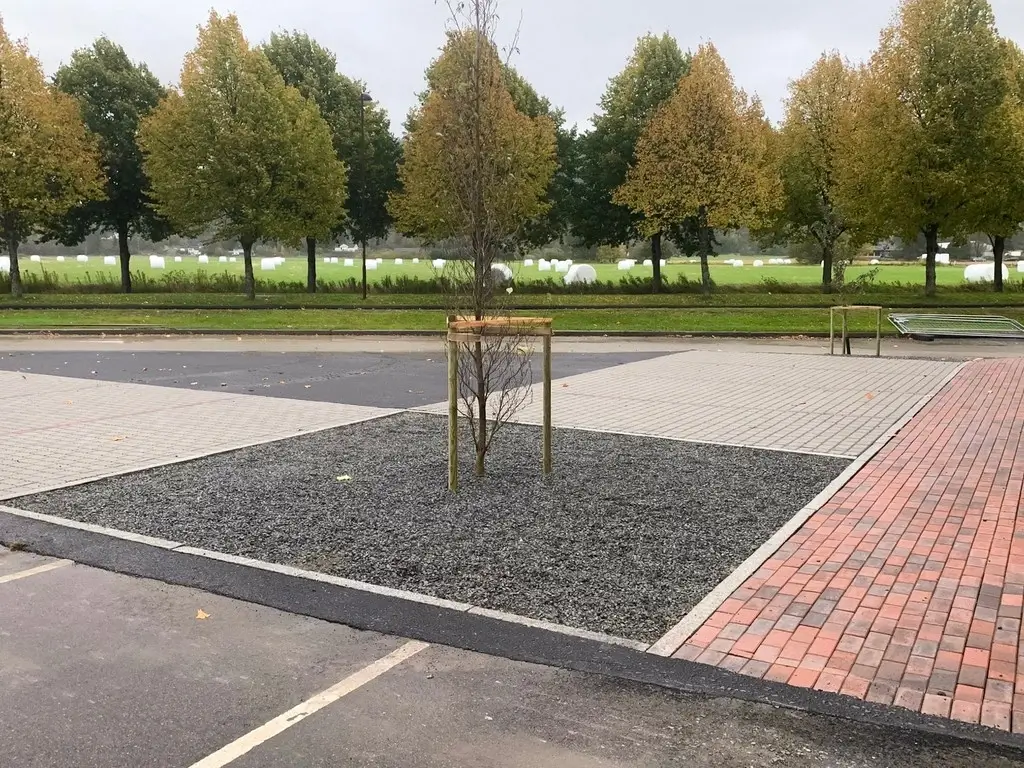Parkeringsplassen på USN Campus Porsgrunn. Detaljebilde av plantet tre
